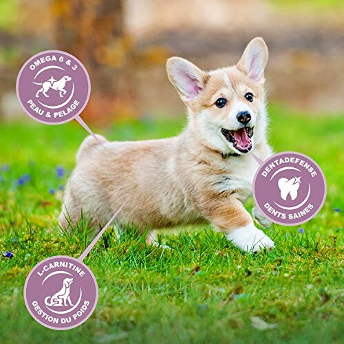Chiot corgi avec des graphiques de bienfaits pour la santé.