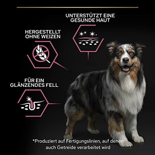 Chien avec icônes de bienfaits nutritionnels