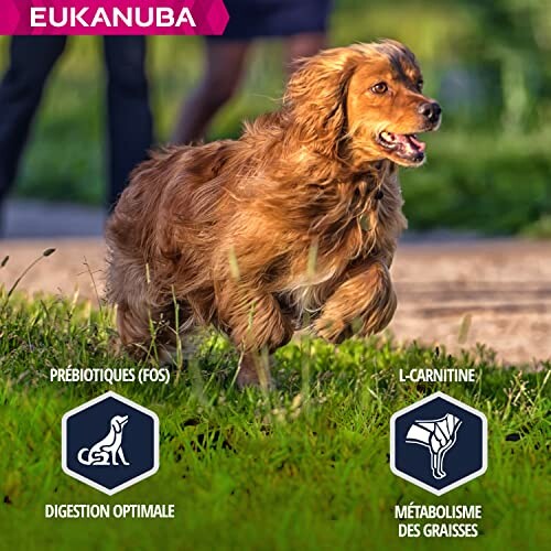 Chien courant dans un champ avec texte sur la digestion optimale.