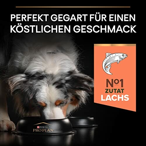 Chien mangeant nourriture pour animaux avec saumon.